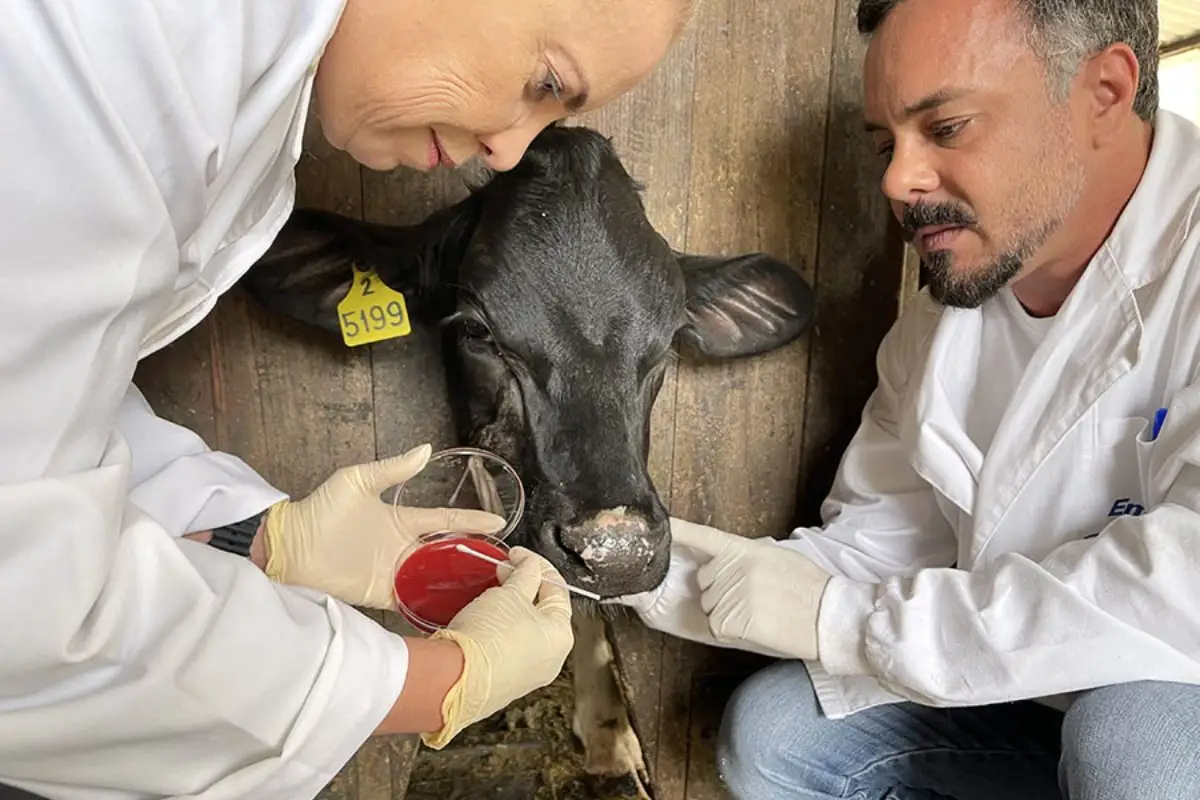 Batizada de Moraxella tarda, a bactéria foi encontrada em animais com o chamado “mal do olho”. (Foto: Luísa Berg)