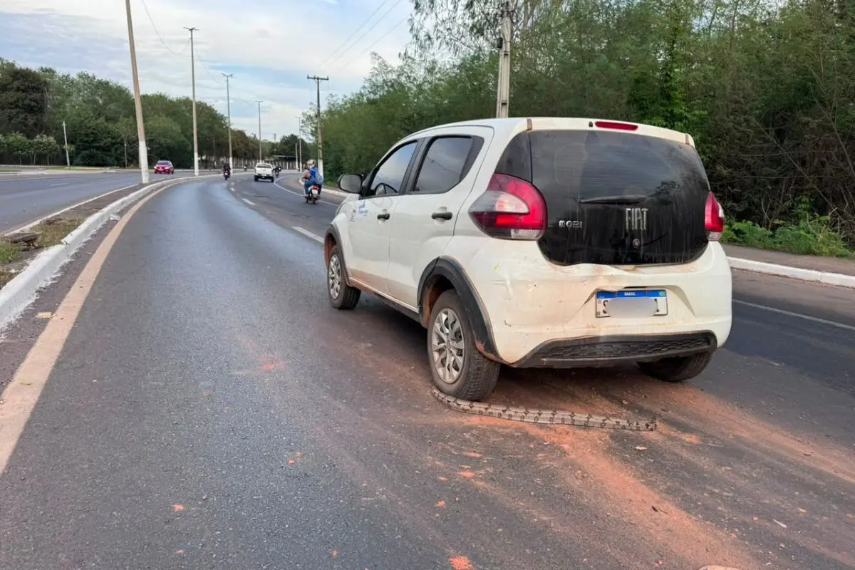 Jiboia morre atropelada após motorista tentar evitar acidente. - Foto: Reprodução