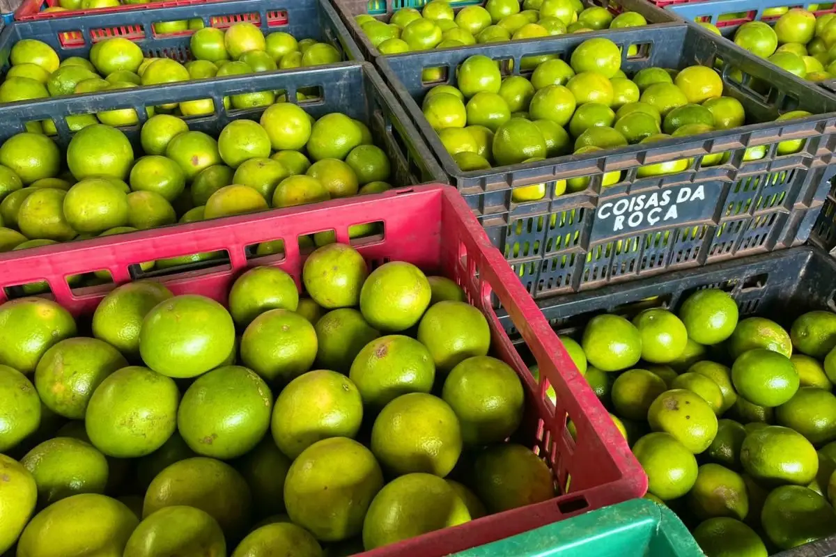 Laranja no Ceasa/MS