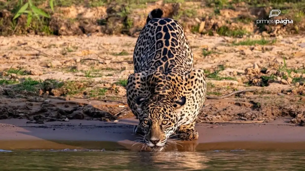 Oncas pintadas aproveitam cheia no Pantanal de MT 1