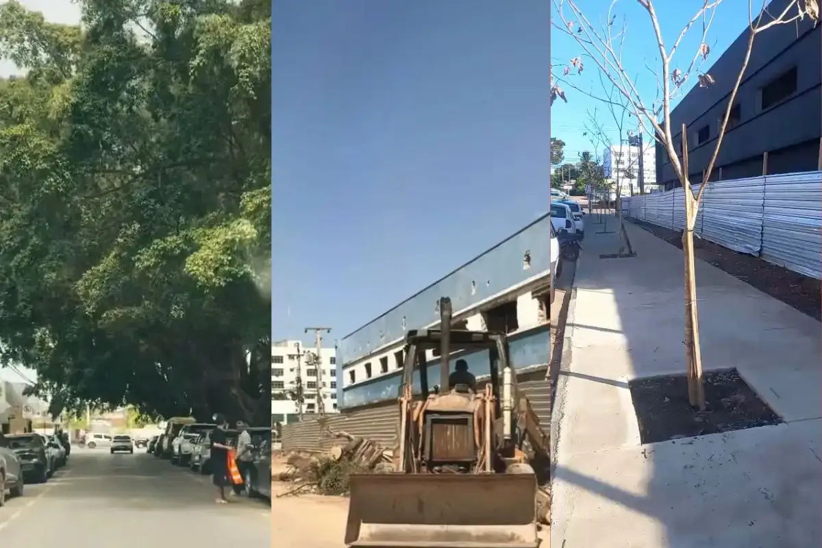 Rua Baltazar Navarros, em Cuiabá, em três momentos com as árvores plantadas, sem árvores durante as obras e com mudas plantas neste sábado. - Foto Reprodução