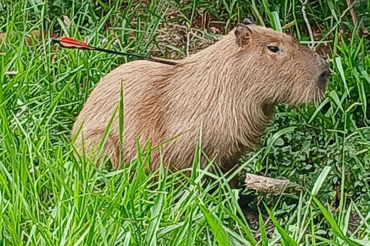 Flecha fincada na capivara (Foto: Osvaldo Nóbrega)