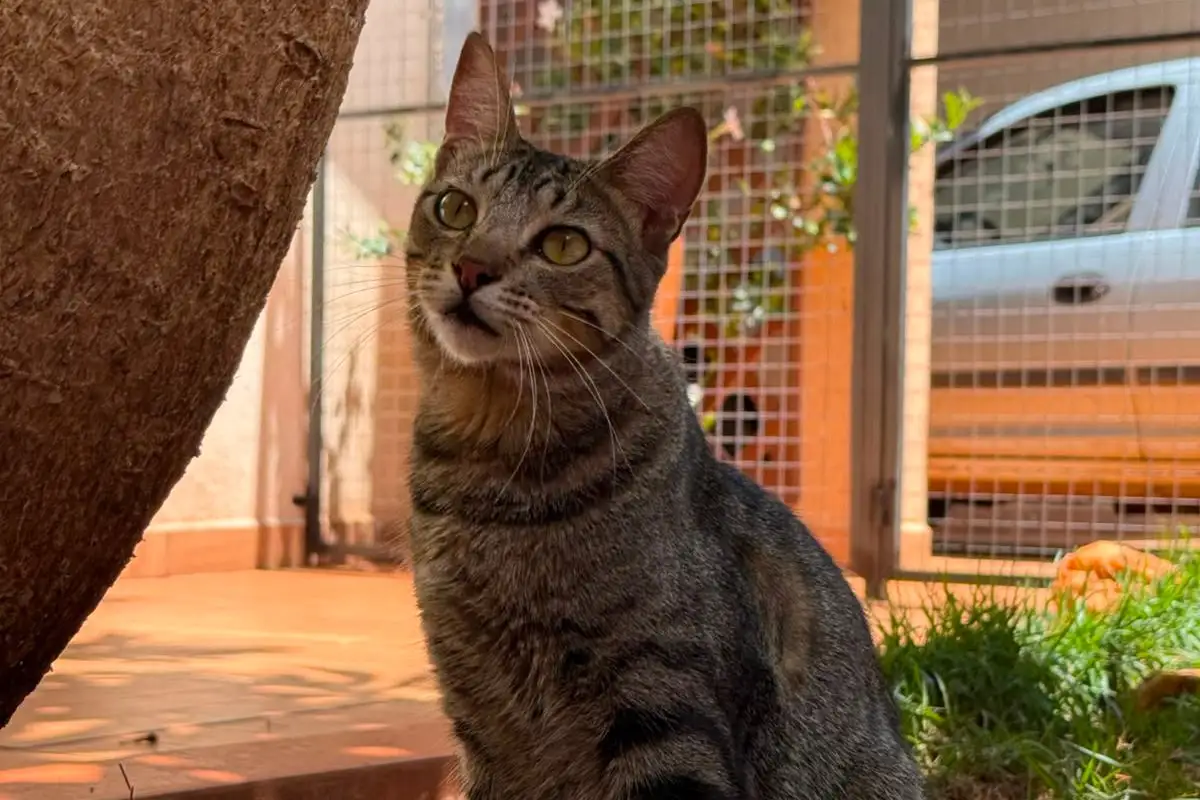 Chico o gato