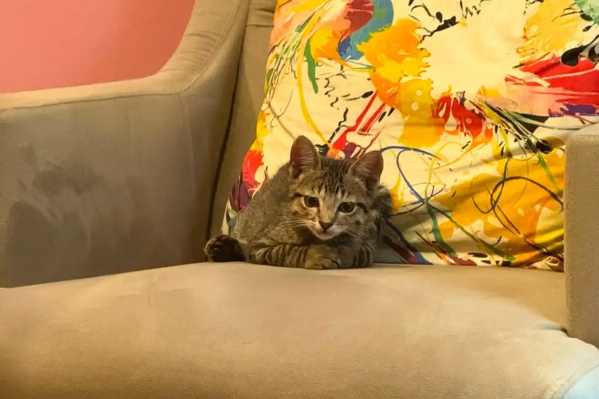 Chico o gato psicólogo. (Foto: Cristiele Pedroso)
