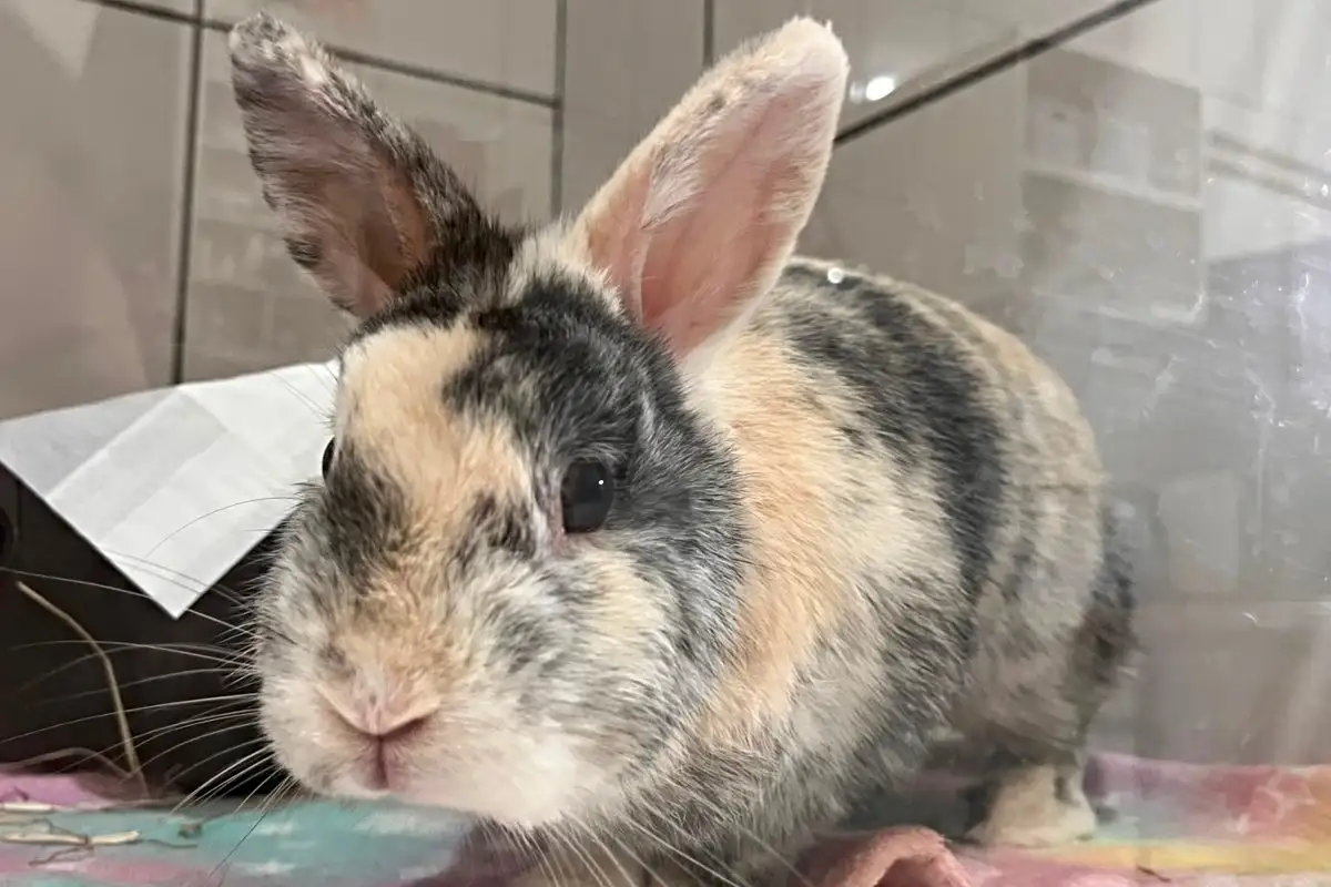 Mudanças bruscas de temperatura podem provocar desidratação, hipotermia e agravar doenças já existentes nos pets. (Foto: Thauana Luares)