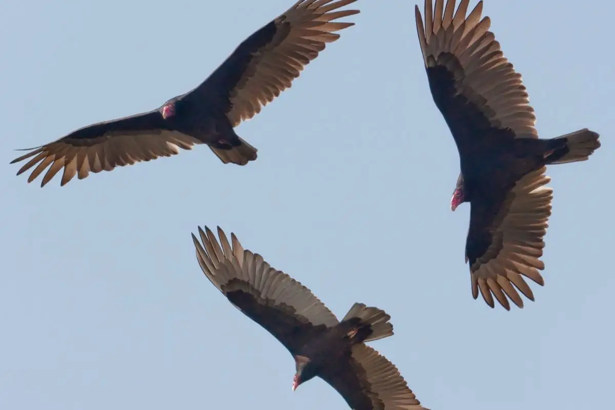 Uso de fogos com estampido poderá ser autorizado para espantar urubus, animais predadores e aves em aeroportos.
