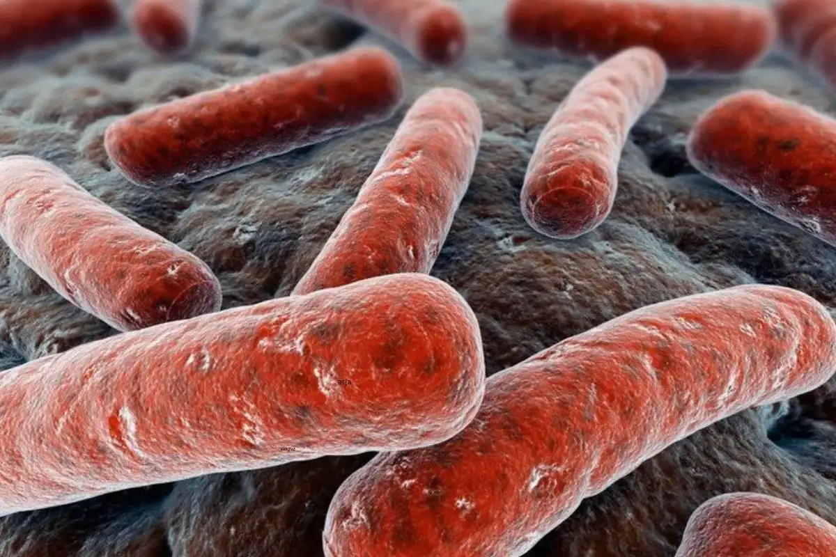 Brucelose pode ser transmitida aos seres humanos pelo contato com animais infectados e pelo consumo de alimentos contaminados. - Foto: Reprodução