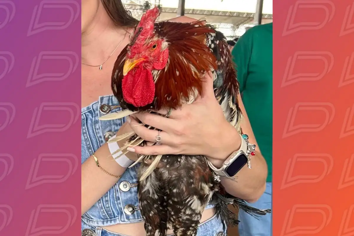 Galo é arrematado por R$ 52 mil em leilão. | Foto: Cristina Gatti