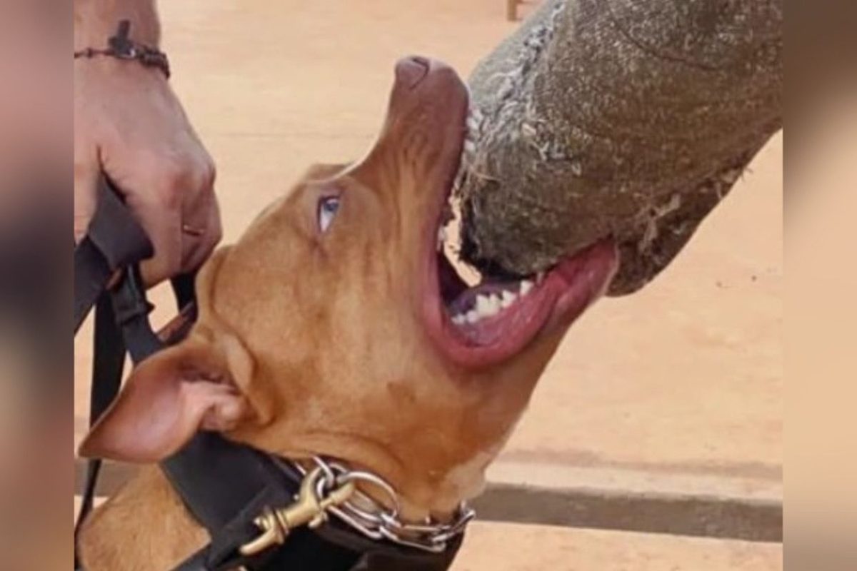 pitbull