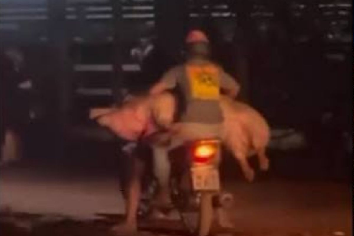 Imagens mostram animais sendo retirados da carga e transportados após o acidente em Várzea Grande. - Foto: Reprodução