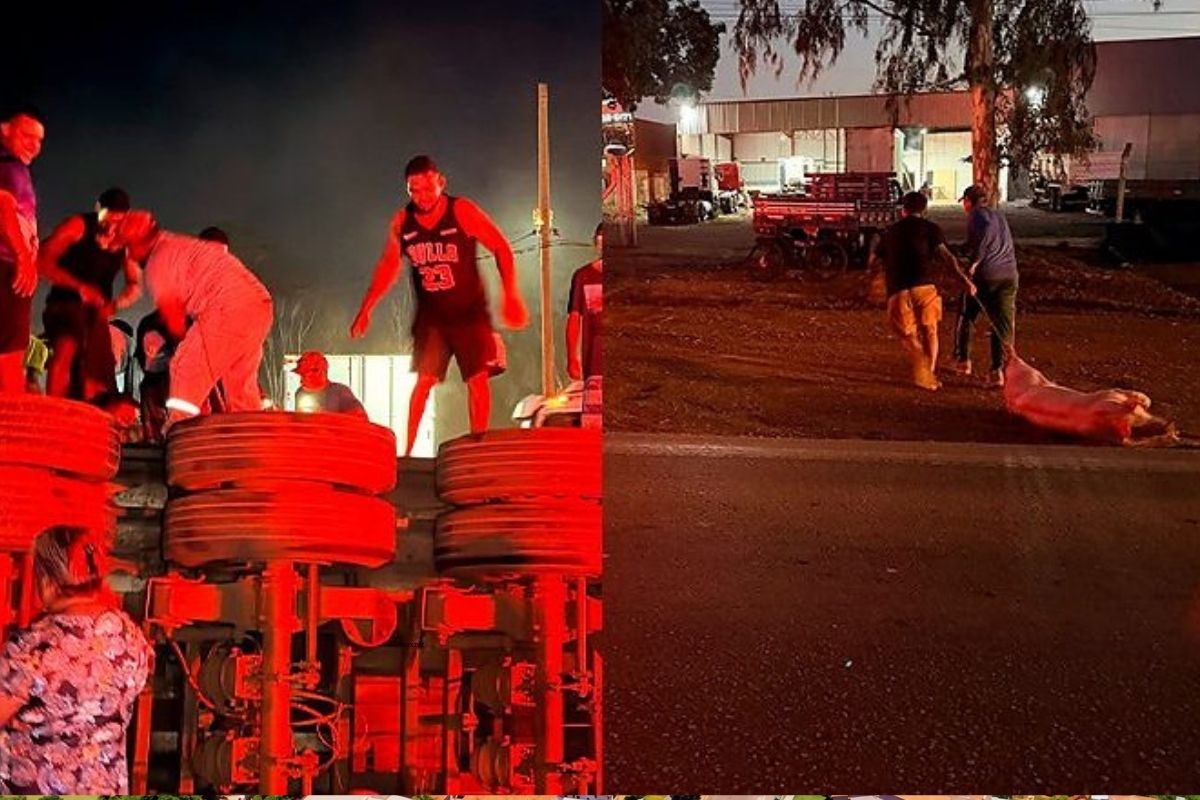 Cerca de 300 pessoas participaram da retirada dos porcos após o tombamento da carreta, segundo a PRF. - Foto: Reprodução