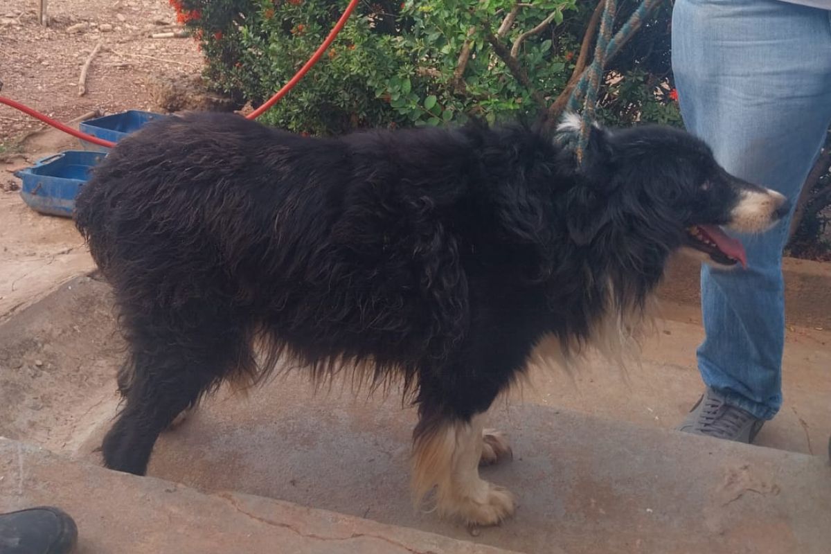 resgate border collie 5