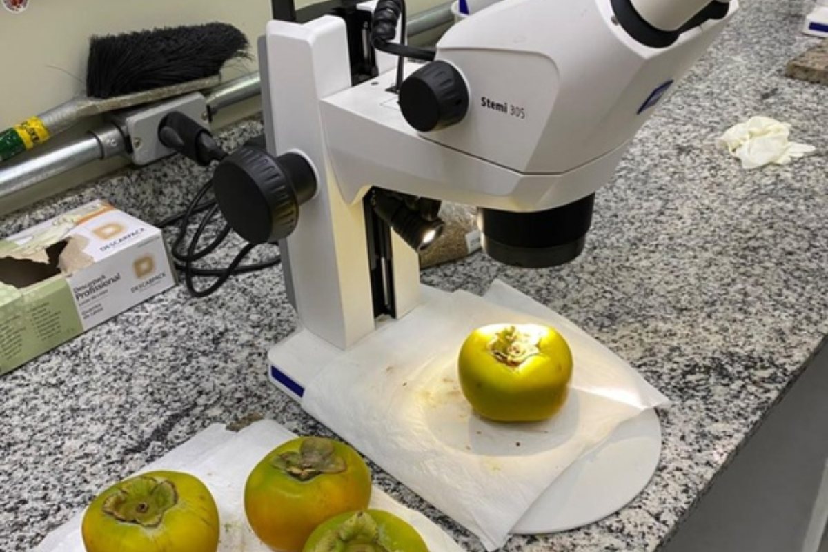 Inseto associado ao armazenamento de alimentos foi identificado durante fiscalização. (Foto: Divulgação/Mapa)