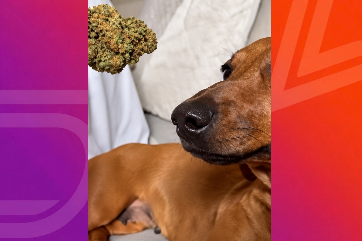 Registro nas redes sociais levou a polícia a identificar uma jovem suspeita de oferecer substância semelhante à maconha a um cachorro.
